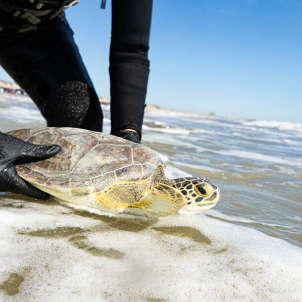 Sea Turtle Release
