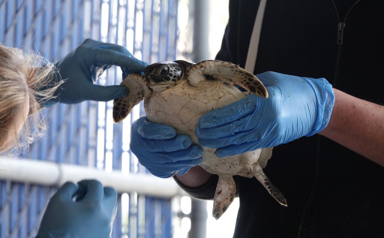 Sea Turtle response intake