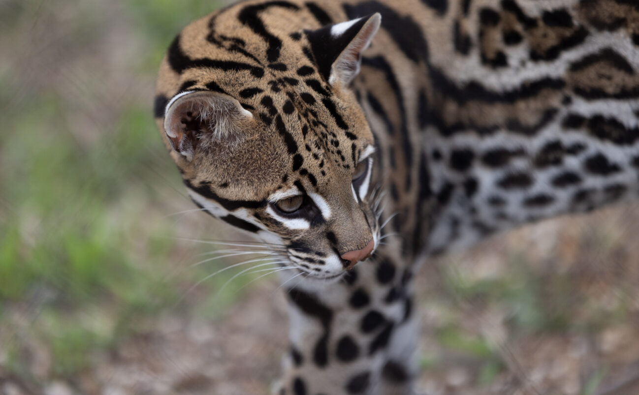 American ocelot