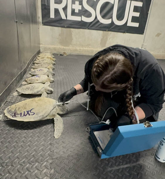 Veterinary staff assess vitals of each sea turtle rescued