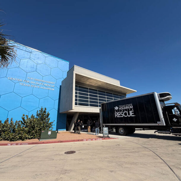 Port Corpus Christi Center for Wildlife Rescue