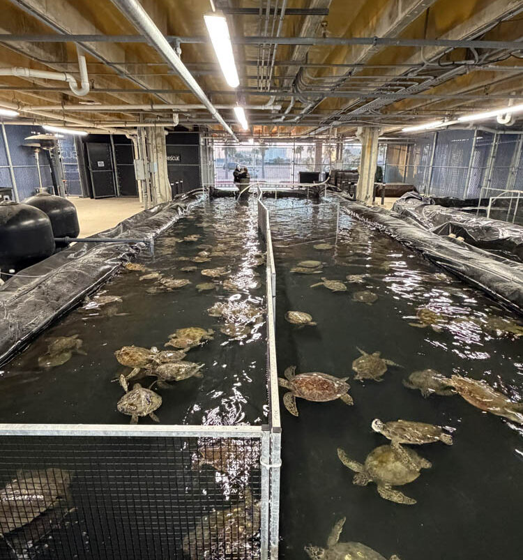 Field Stabilization Systems in use for 2026 sea turtle cold-stunning event