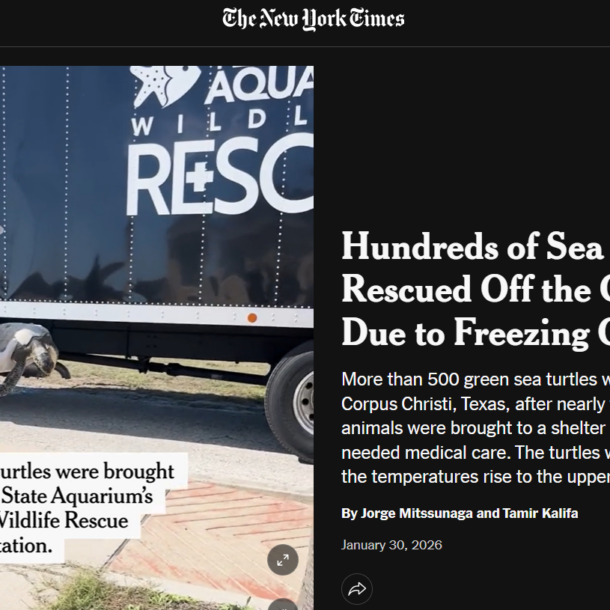 NY Times feature on January 2026 sea turtle stunning event