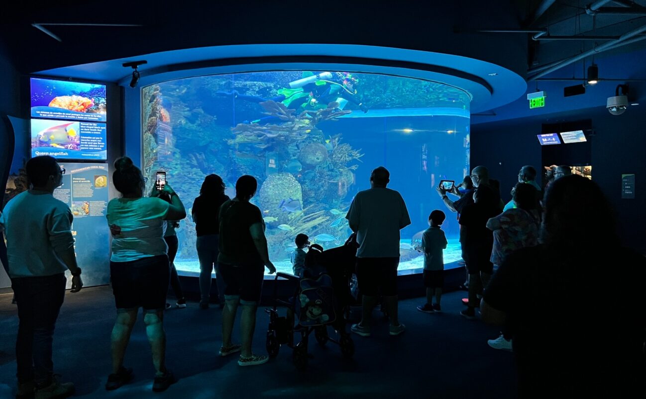 Visitors looking at large exhibit at Texas State Aquarium