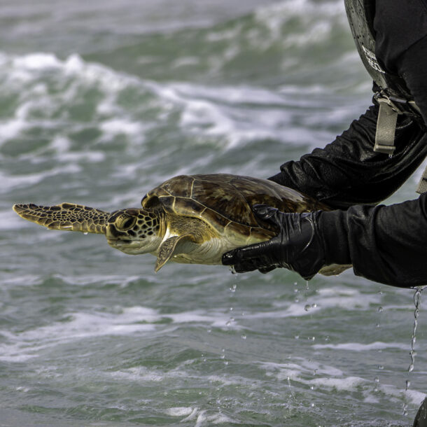 Green sea turtle about to be released after cold-stunning