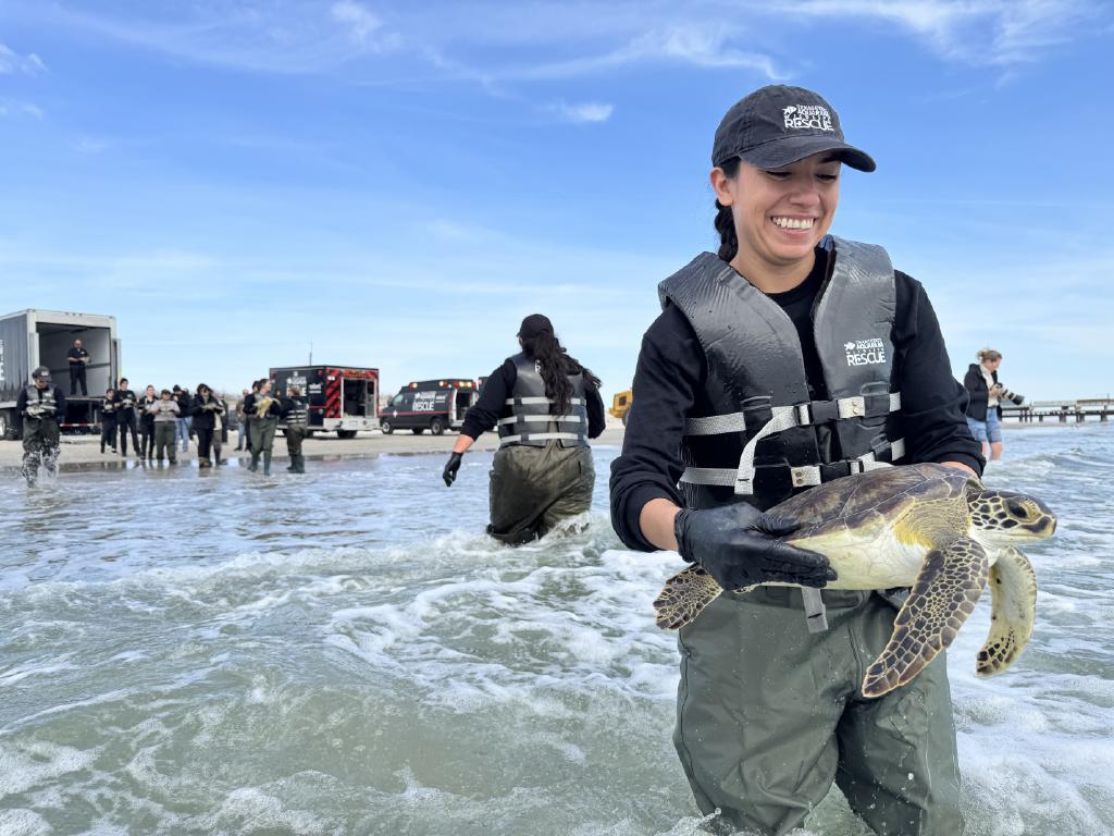 Oceans and Wildlife Institute releases green sea turtle on Padre Island